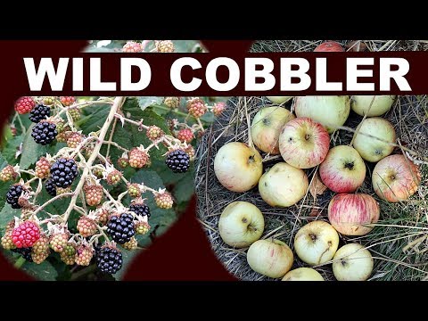 Forage & Cook - Turn a Walk into Wild Blackberry Apple Cobbler