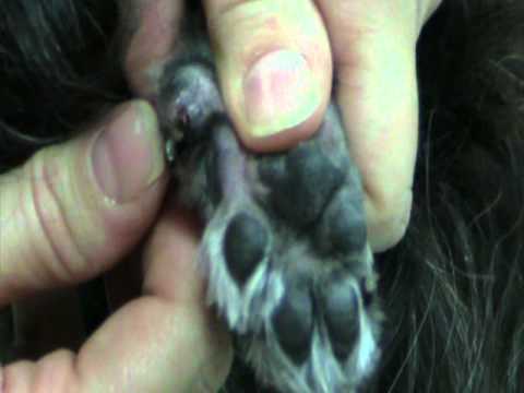 How to clip ingrown dew claws