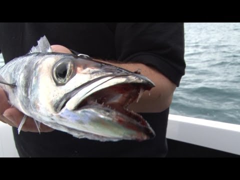 Fishing in Australia - baracouta and gummy sharks