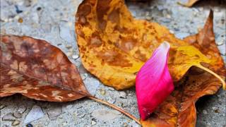 Cowboy Junkies - "This Street, That Man, This Life"