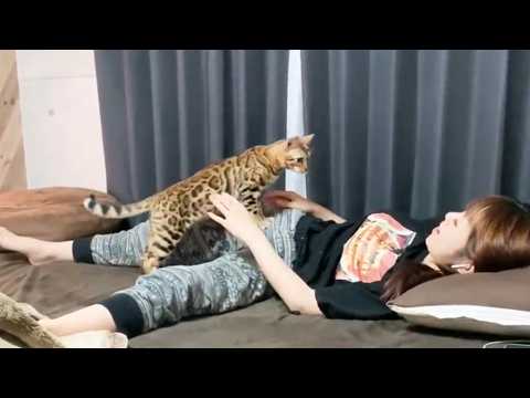 最後まで病と闘い最後に奇跡を見せてくれた猫