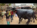 Big Buffalo In Bangladesh Buffalo Riding Gabtoli Buffalo New Collection Buffalo Video