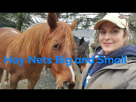 YouTube video about: Are hay nets bad for horses teeth?