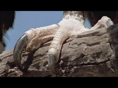 "World of the Wild" Masters of the Sky