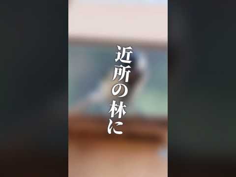 冬にシジュウカラはどこにいますか？渡り鳥なのでしょうか？  庭園