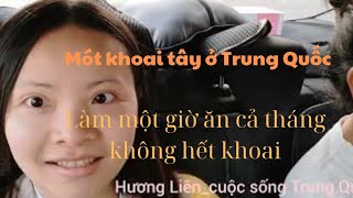 &10.Sáng sớm mẹ con đi mót khoai tây ở ruộng  gần nhà chồng