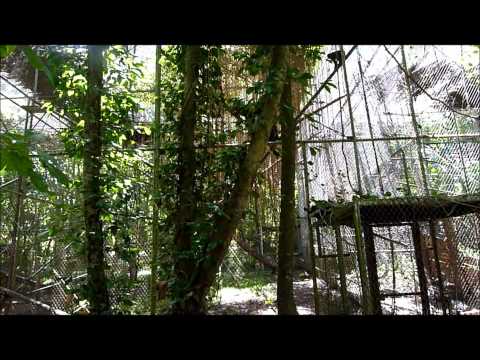 Black Macaque.wmv