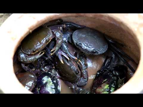 Survival skills: Find crabs fried with peppers on clay for food - Cooking crab eating delicious Video