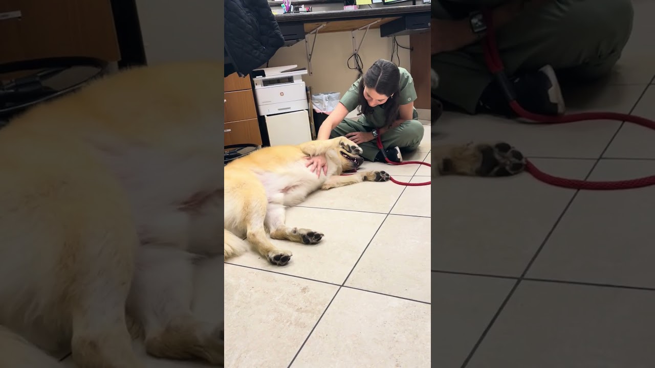 Enlarge Crosby, a ADOPTABLE mixed breed in Los Angeles, CA video 6/6