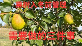 果树入冬前管理 2025Oct16