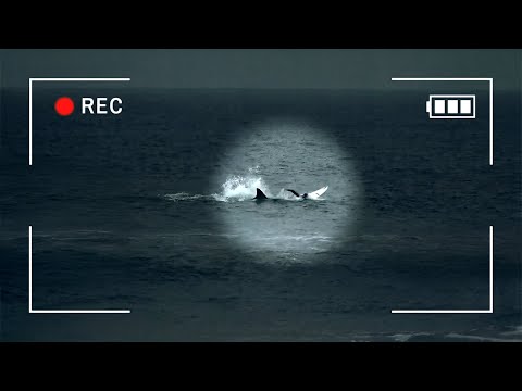 The Recent Shark Attacks in Australia (With Actual Camera Footage)