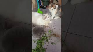 Download lagu kucing di kasih rumput Ganja menurut mereka ini Ganja😁 mp3