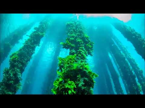 Udo Pollmer informiert über Algen