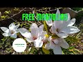 How to Propagate Magnolias For FREE From Cuttings
