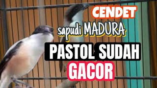Download lagu MEWAH!! CENDET ASLI PULAU SAPUDI MADURA!! PASTOL UDAH GACOR mp3