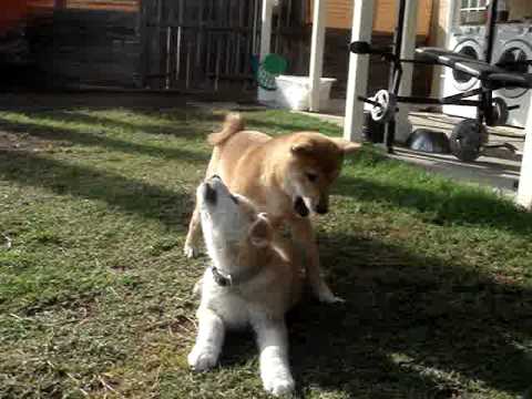 japanese akita inu vs shiba inu