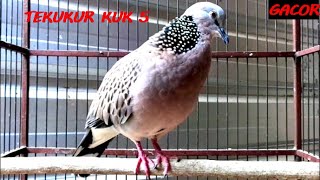 Download lagu Tekukur kuk 5 suara jernih pancingan paling ampuh derkuku lokal mp3 Download lagu Tekukur kuk 5 suara jernih pancingan paling ampuh derkuku lokal mp3