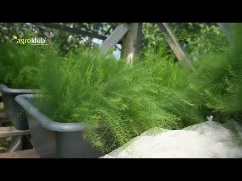 Proizvodnja špargle kao unosan posao u Srbiji?