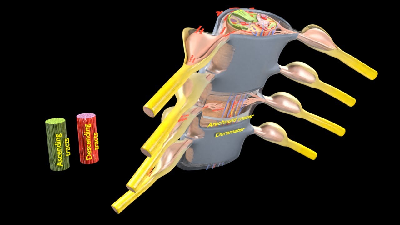 Spinal cord transverse section coverings label 3D Model