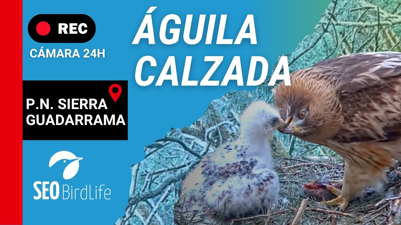 Live webcam view of Nido de Águila Calzada en Guadarrama