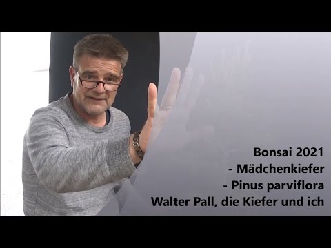 Bonsai 2021-24 - Japanese White Pine - Pinus parviflora - Walter Pall, the pine and I