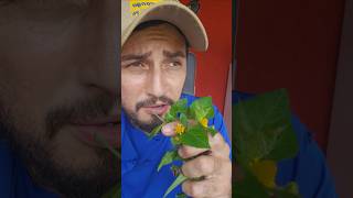 essa planta pode deixar sua língua totalmente dormente