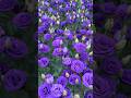 The most beautiful purple rose cultivar.🌷|#purplerosez #rosegarden #flowergarden #beautiful #status