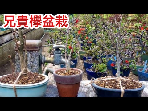 , title : '刺激を与える欅盆栽の植え替え・剪定・肥料のあげ方・矢島清芳園@tane.bonsai'