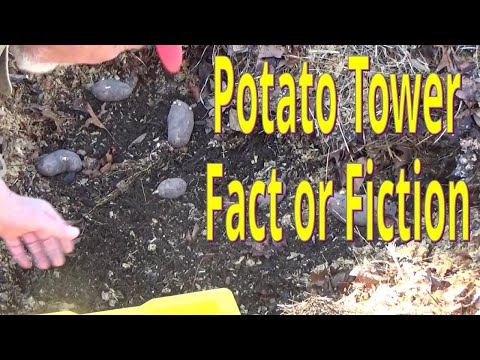 Potato Tower Test, Determinant vs Indeterminant Potatoes In The Deep Mulch Garden 3-3-2023