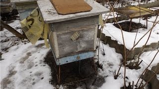 Смотреть онлайн Ранняя подкормка пчел весной