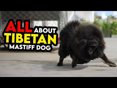 10 Things Only Tibetan Mastiff Dog Owners Understand