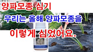 양파모종 심기. 우리는 올해 양파모종을 이렇게 심었어요(양파 재배, 양파 가꾸기, 양파 심는 시기. 양파모종…