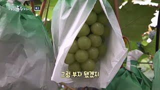 [나는농부다 314회 예고] 포도는 러브♡ 인생은 라이브!