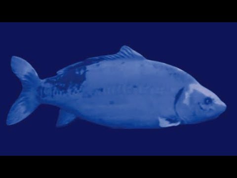 Trailer The Fish swim around