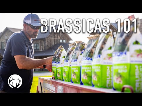 Fall Food Plots Going In, Brassicas 101 // Lee and Tiffany Lakosky