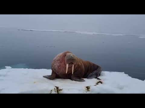 Чукотка. Моржи тоже разговаривают.