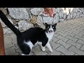 Pink Nosed Tuxedo Cat Greeted Me With Its Loud Meow