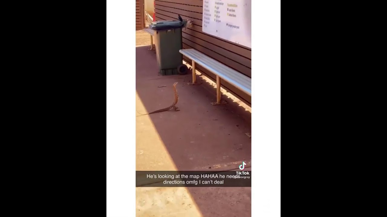 Lost Lizard Uses Map For Directions