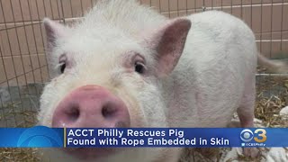 Pig Found On Loose In Northeast Philadelphia With Rope Embedded In Him