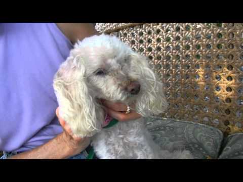 Hilda, an adopted Poodle Mix in Houston, TX_image-1