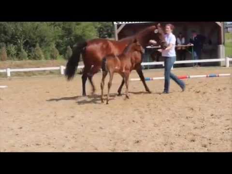 Holsteiner Foal Championship NF Premium Filly by ADAGIO DE TALMA x Cancara (*2015)