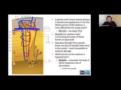 USMLE Step 1 - Renal Physiology [High Yield BRS Concepts]