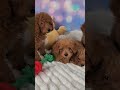 Cavapoo dogs for sale: Dan - Video 1