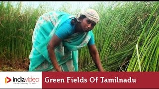 Mat grass farming in Tamilnadu