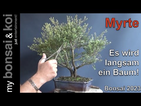 Bonsai 2023-11 - Myrte - Leptospermum - so langsam wird es ein Baum!