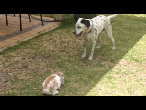 Rabbit Chases Dog – Lee Duigon