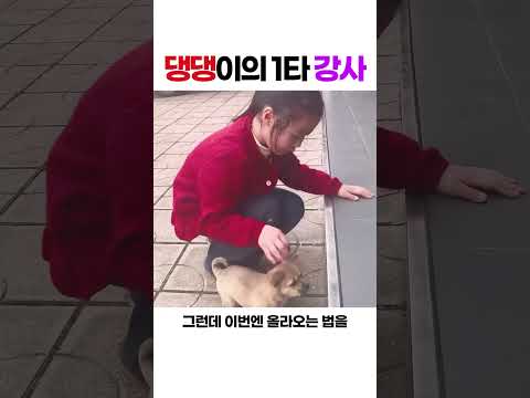 [심쿵] 덜덜 떠는 강아지한테 직접 기어가며 계단 가르쳐주는 꼬마 천사 ㅋㅋㅋ 눈높이 교육의 정석 🐶❤️ #강아지계단 #아기와강아지 #심쿵쇼츠