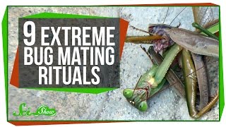 9 Extreme Bug Mating Rituals