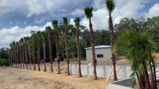 The Tree Planters Presents Our Washington Palm