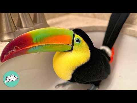 Rescue Toucan Grows Into Curious And Quirky Bird | Cuddle Birds